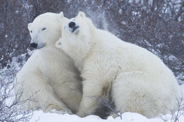 La ternura de los osos polares en la nieve