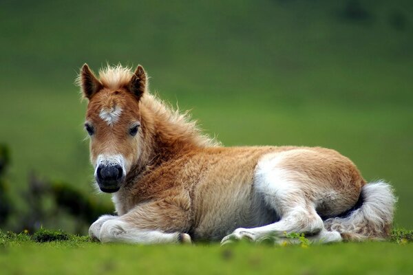 A red foal is lying on the grass