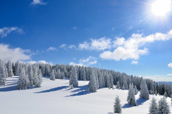 Schöner verschneiter Wald an einem sonnigen Tag