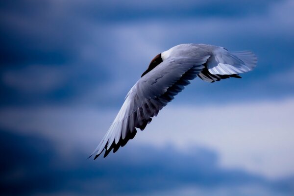 Vuelo de una gaviota en un cielo azul claro