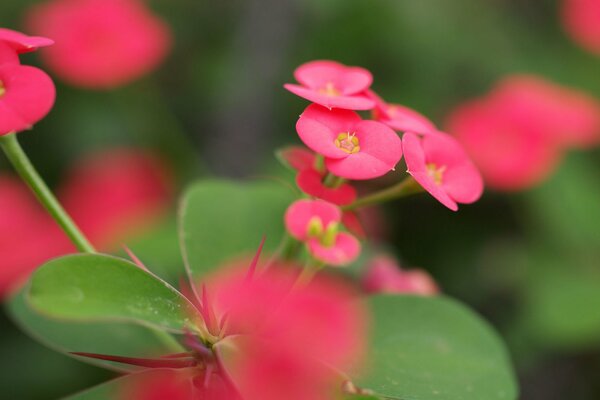 Fleurs roses. Macro de couleurs