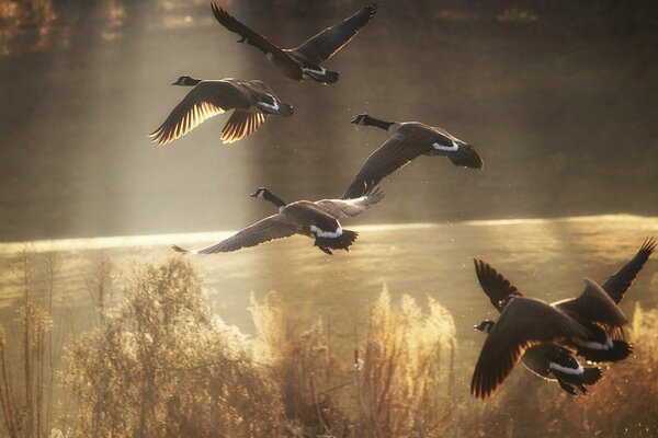 Sechs Enten fliegen über den Teich