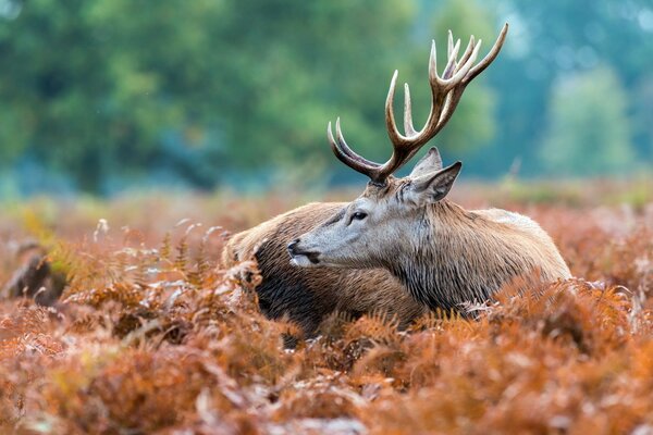 Deer on the background of autumn nature