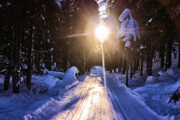 Strada invernale nella foresta innevata