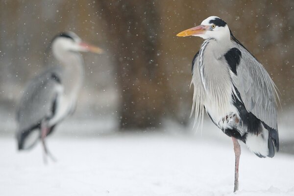 Herons stand in a winter field