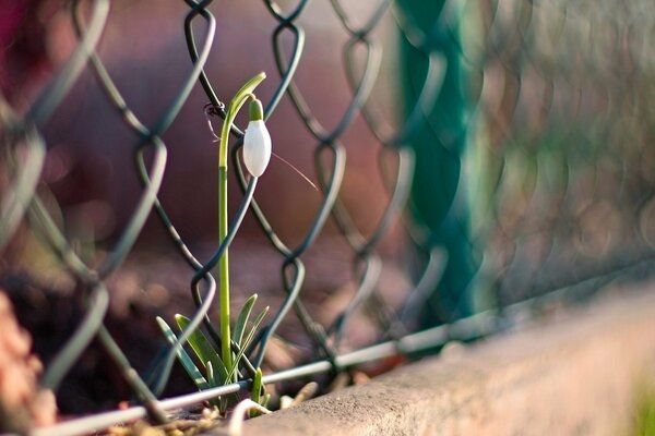 Nahaufnahme einer Blume durchbricht den Zaun