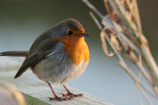 A bird with an orange breast sits on a piece of wood