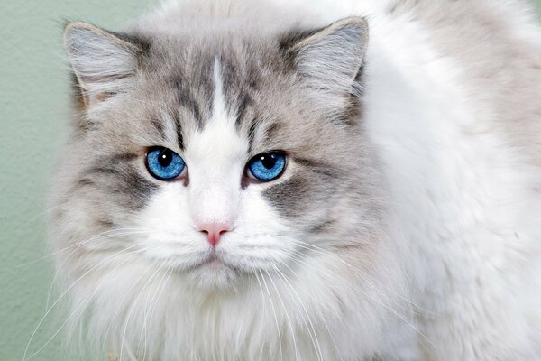 Blue-eyed cat looks at the camera