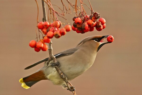 Waxwing su un ramo mangia cenere di montagna