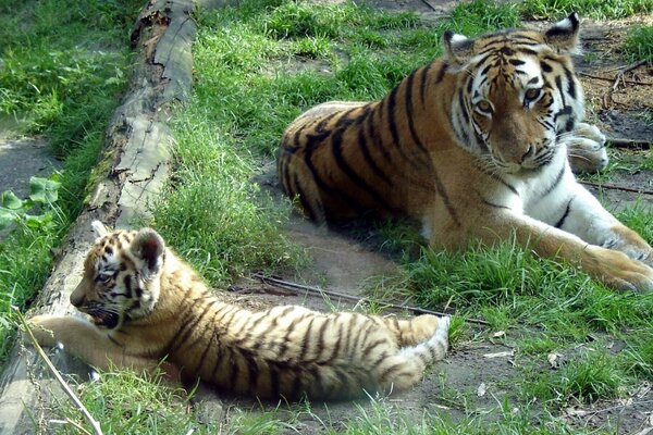 Tiger und Tiger liegen auf dem Boden