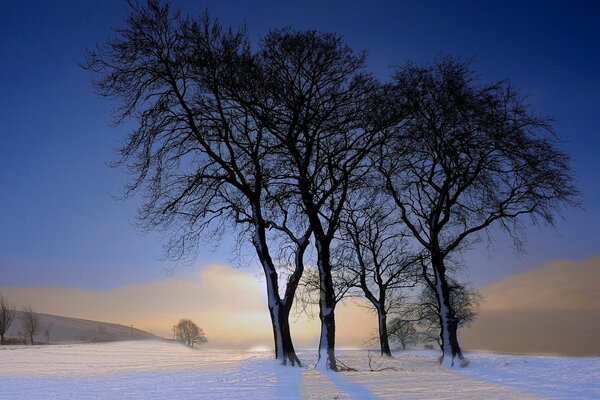 Alberi solitari nel deserto innevato