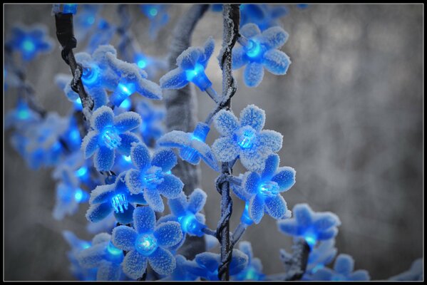 Guirlande avec des lanternes en forme de fleurs en hiver dans la neige