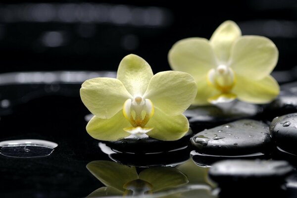 Phalaenopsis jaune sur les pierres noires