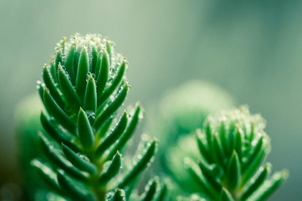 Riprese macro di una pianta verde con gocce d acqua