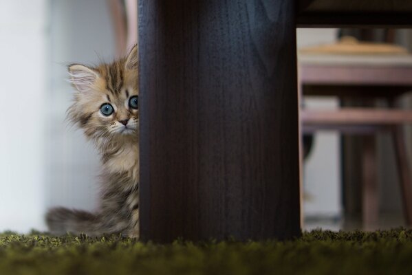 The kitten hides behind a table leg