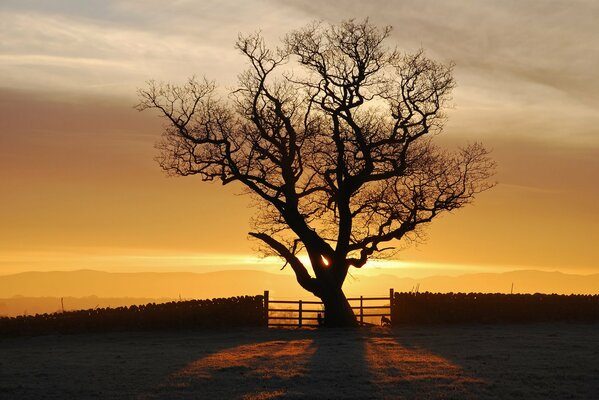 Baum auf einem schönen Sonnenuntergang Hintergrund