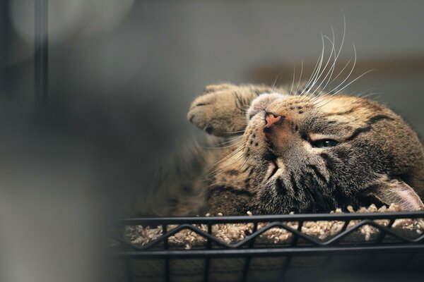 Gatto girato in casa sul pavimento