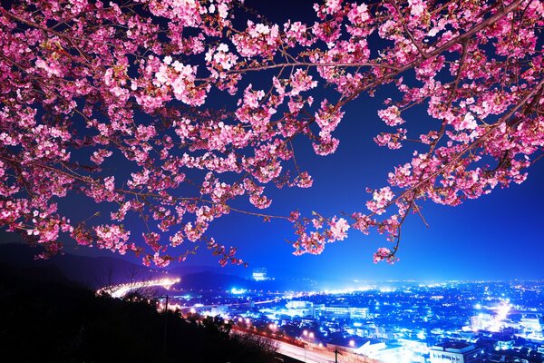 Cerezos en flor a lo largo de la carretera de la ciudad nocturna