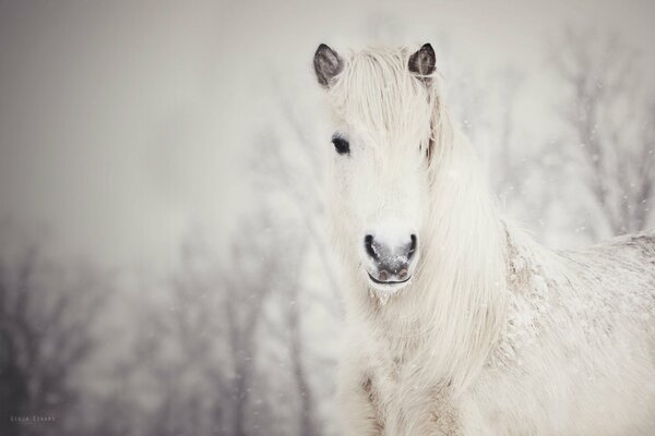 Cheval blanc sur fond blanc comme neige