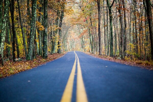 Camino al interminable otoño en el bosque