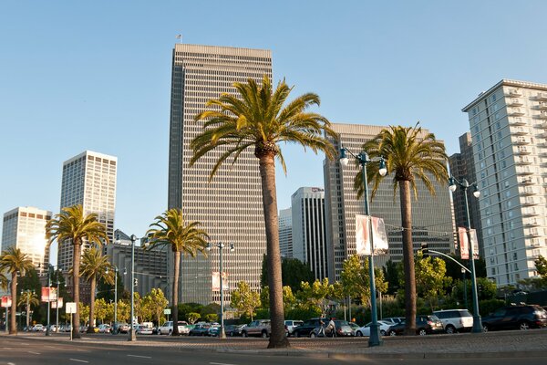 Palmeras en el fondo de San Francisco