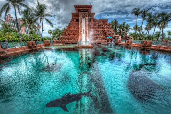 Shark pool in the Bahamas