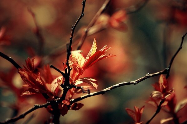 Belles feuilles sur de fines brindilles