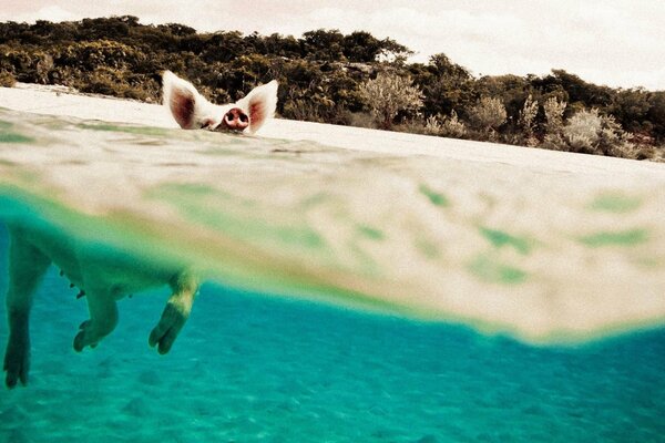 Das Schwein schwimmt im blauen Wasser