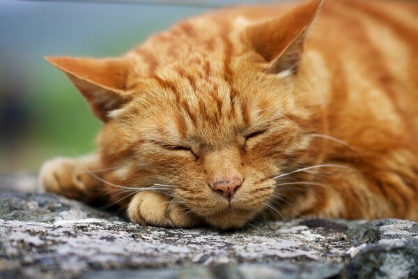 El gato rojo duerme. Disparo macro