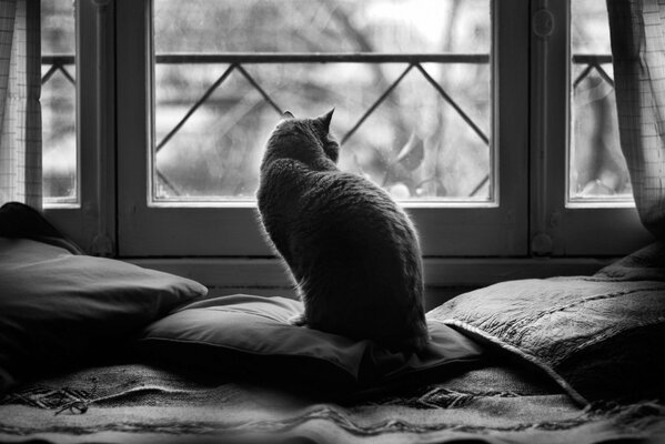 Black and white photo. The cat looks out the window