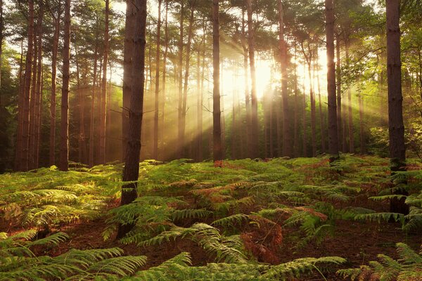 Sonnenlicht dringt unter den Bäumen ein