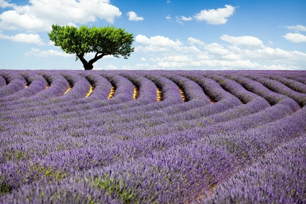 Symmetrical lavender fields and a green tree