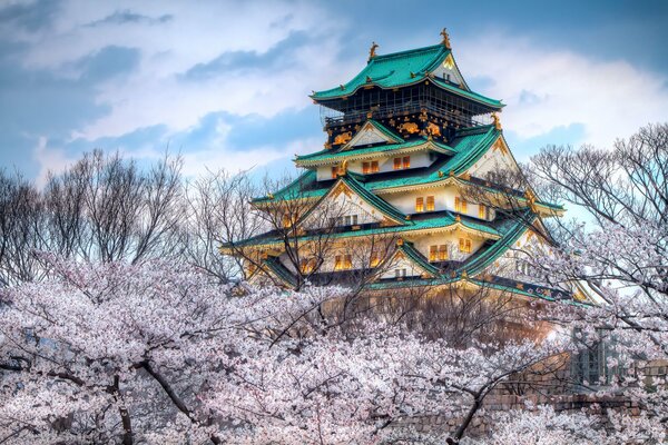 Flor de Cerezo en primavera en Japón