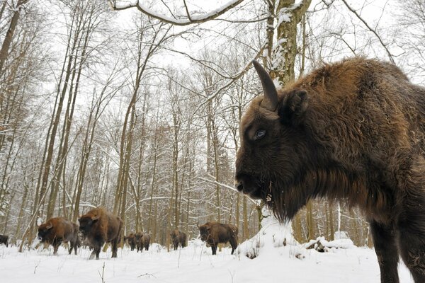 Herd of bison in Belovezhskaya Pushcha