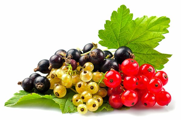 White Currant black currant red currant