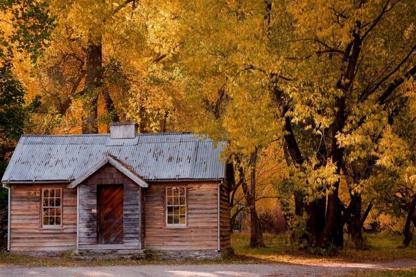 Autumn house in the forest with yellow leaves