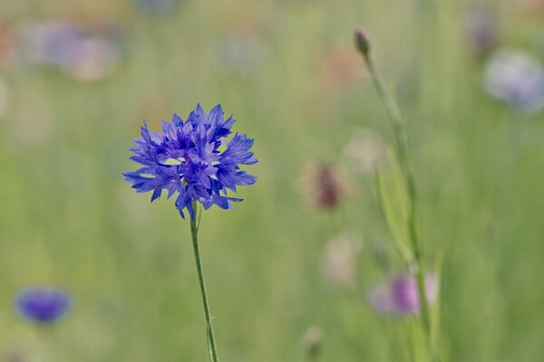 Blaue Kornblume im Fokus auf verschwommenem Hintergrund