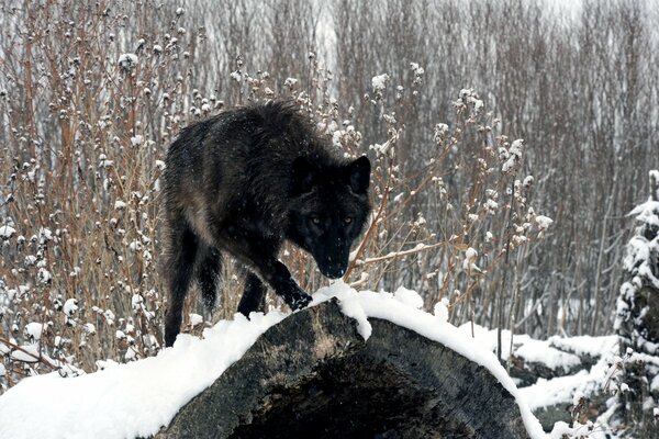 Black wolf on the hunt in the winter forest