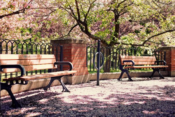 Bancs au printemps sous la fleur de cerisier