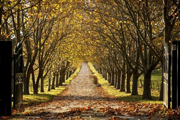 Pista del parque de otoño con follaje caído