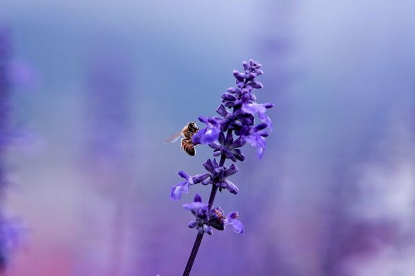 Die Biene auf der violetten Blume ist nah dran