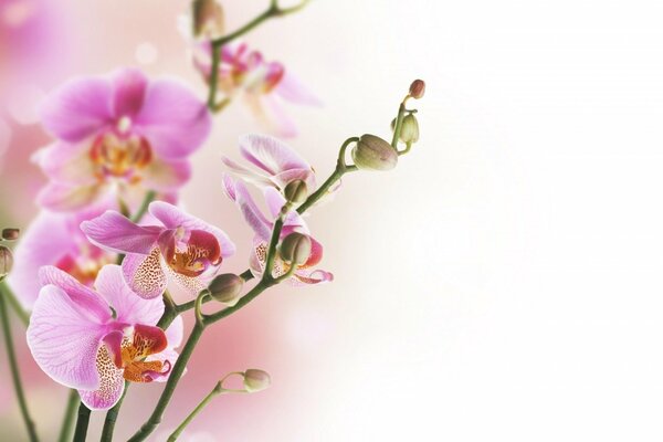 Blumen mit rosa Blütenblättern auf einem Zweig