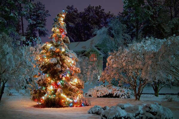 Abete di Natale innevato nella foresta