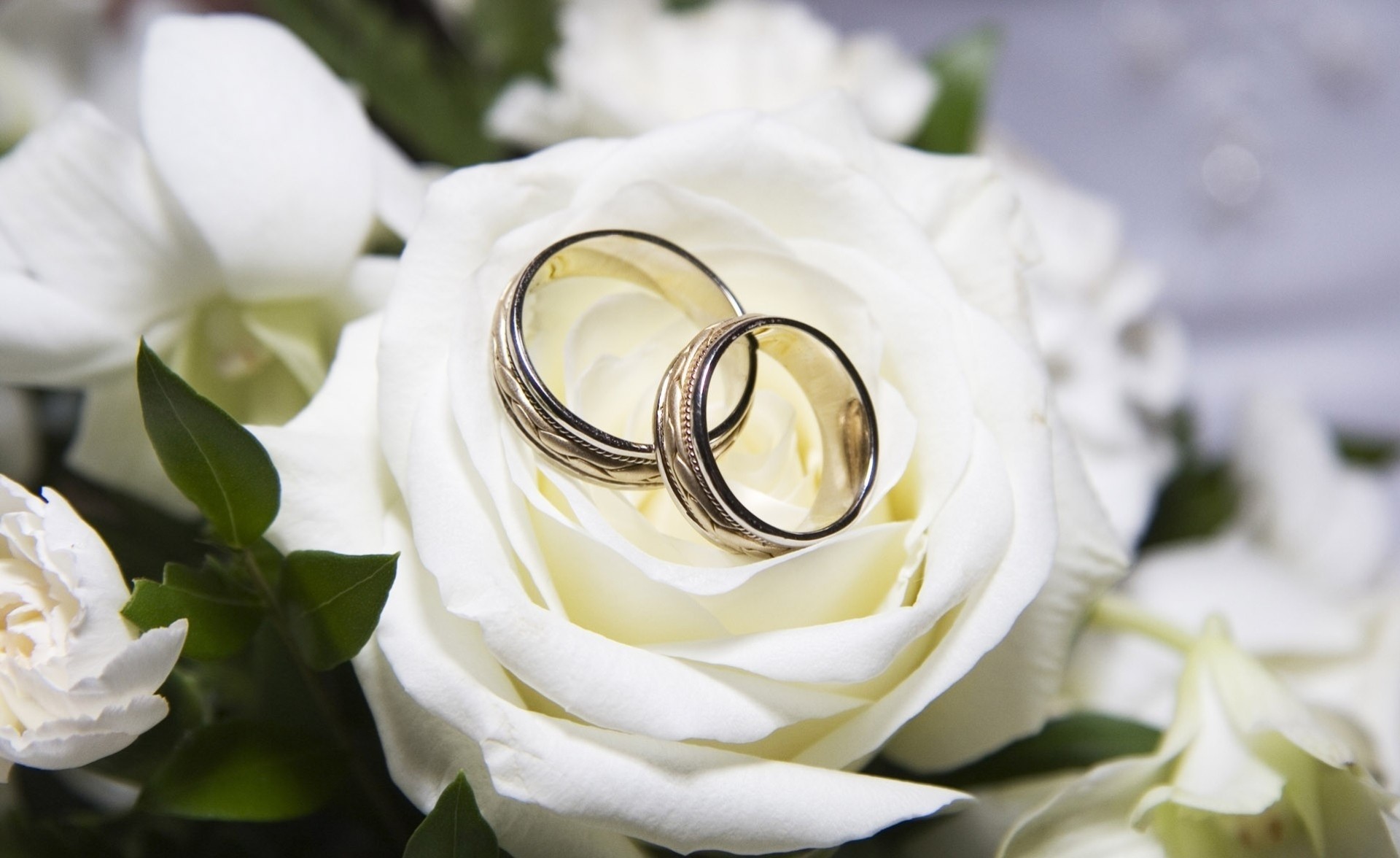 rings white wedding rose