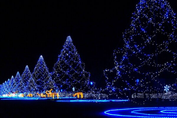 Alley of Christmas trees at night