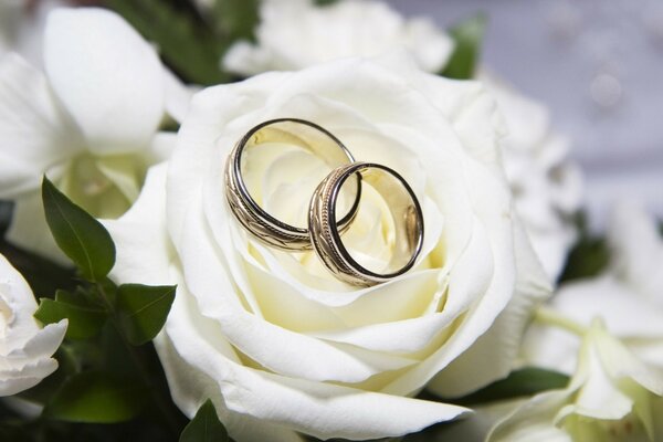 Anillos de boda en rosa blanca