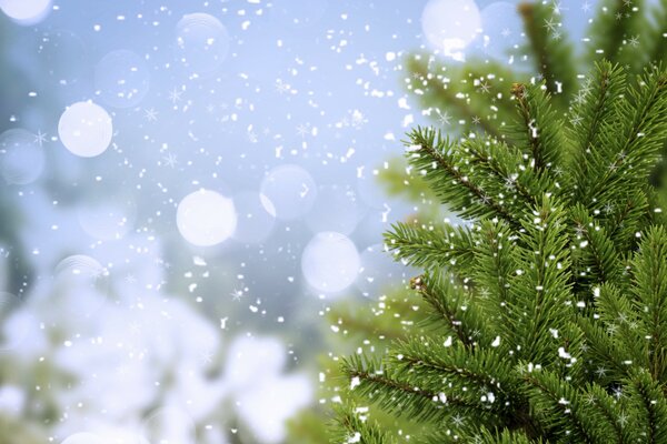 Schneeweiße Schneeflocken, die auf einen grünen Weihnachtsbaum fallen