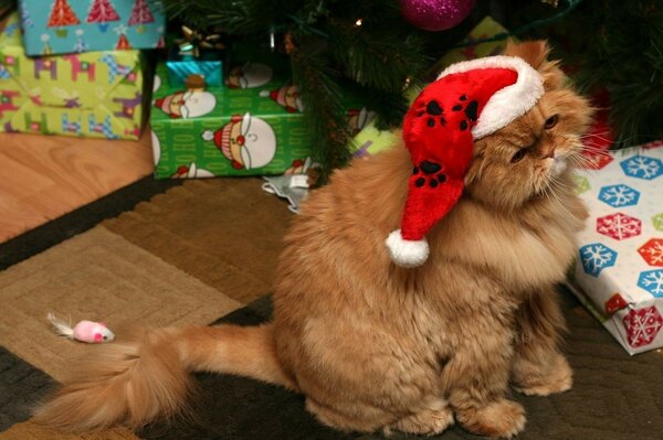 A cat in a red hat like Santa Claus