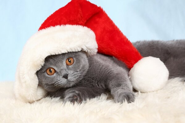 A grey kitten in a red Christmas hat