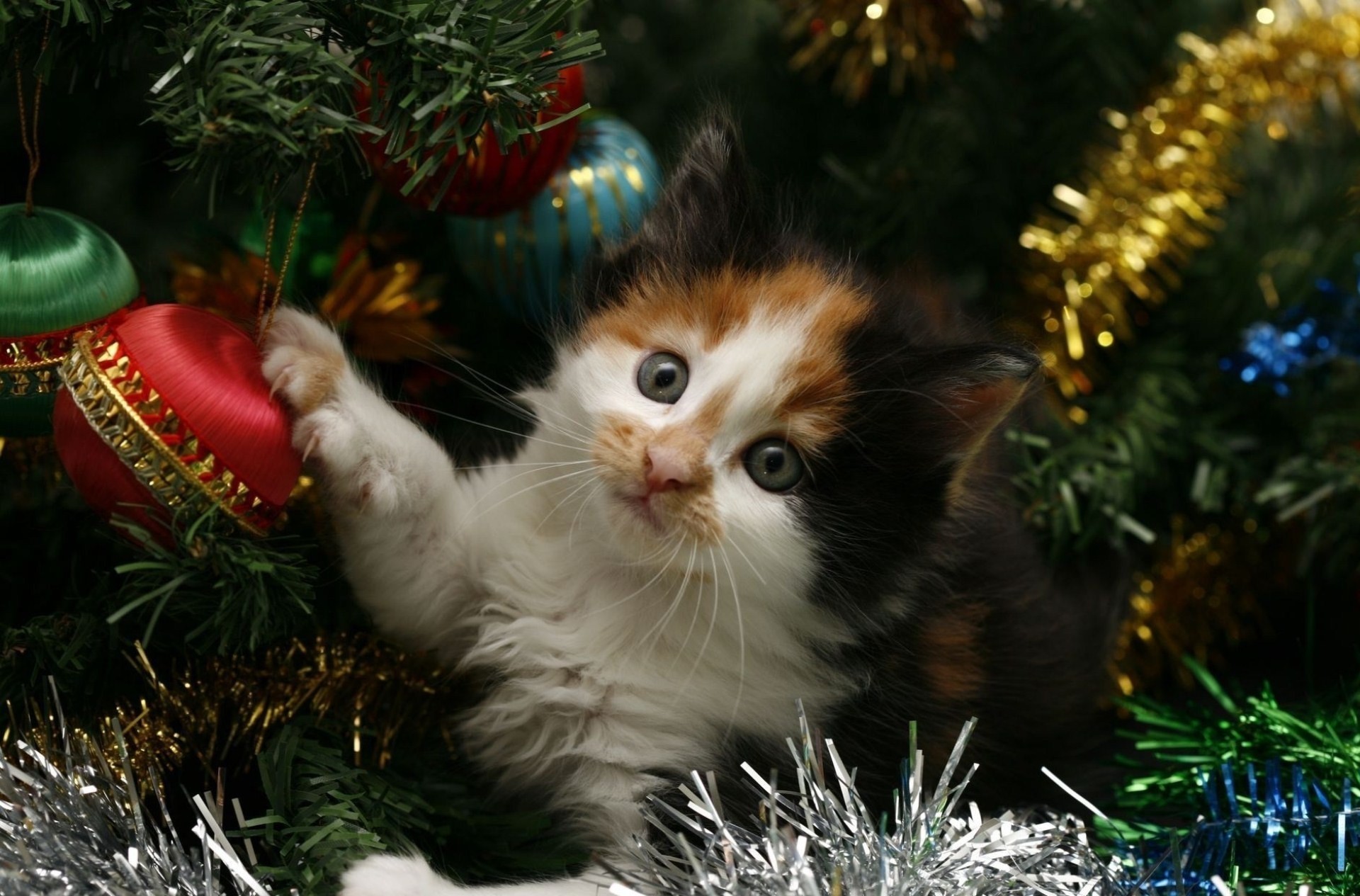 árbol de navidad gato año nuevo vacaciones oropel